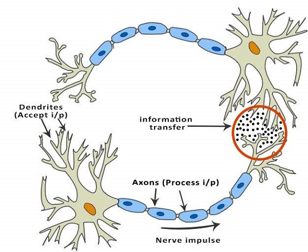 free download structure of neuron