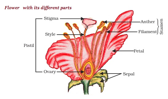 Flowers with Different Parts