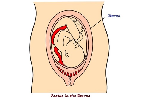 Foetus in Uterus