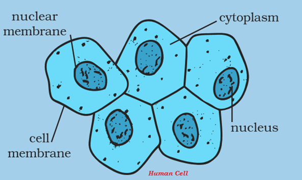 human cell wall structure