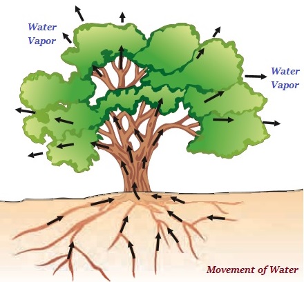 Movement of Water Plants