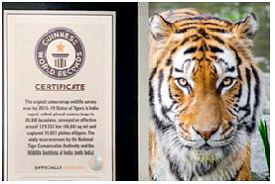 Tiger Census sets Guinness Book