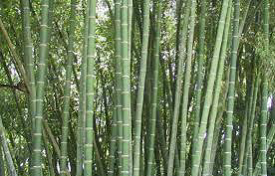 Bamboo Imports