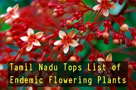 Endemic Flowering Plants