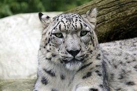 Long-Endangered Snow Leopard