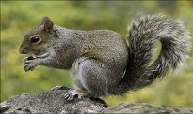 World's Smallest Squirrel
