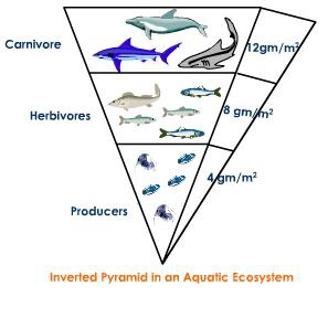 freshwater ecosystem food pyramid
