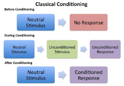 Classical Conditioning Theory