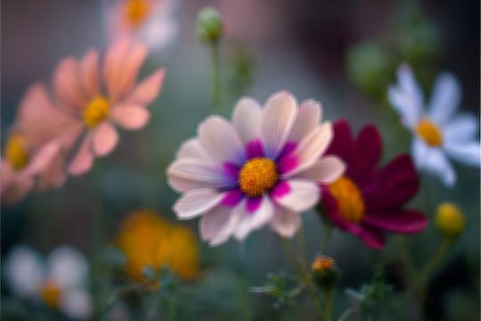 blur flowers