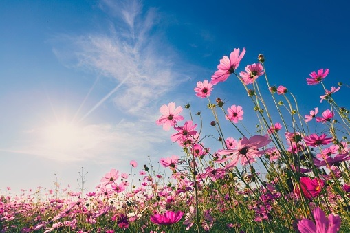 sun rays on pink flower